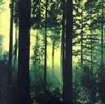 Thy Serpent . Forests Of Witchery